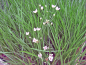 Mobile Preview: Butomus umbellatus Schneewittchen - weiße Schwanenblume